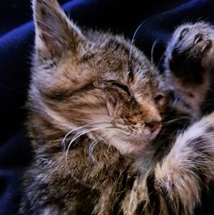 Meet your Posher, Anthony